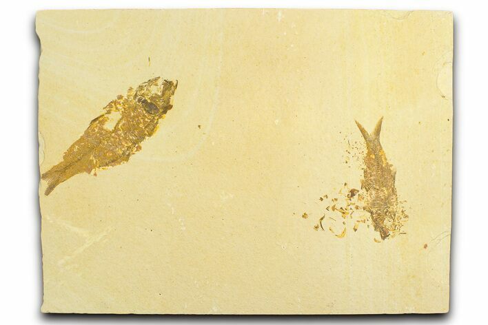 Limestone with Two Fossil Fish (Knightia) - Wyoming #360750